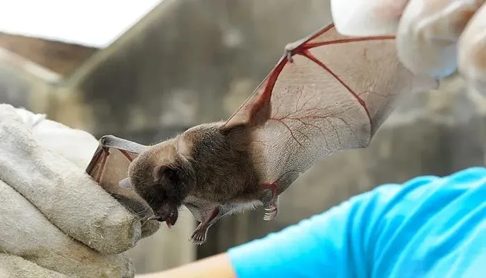 Dois novos casos de raiva em morcegos são registrados em Feira de Santana.Foto: Reprodução