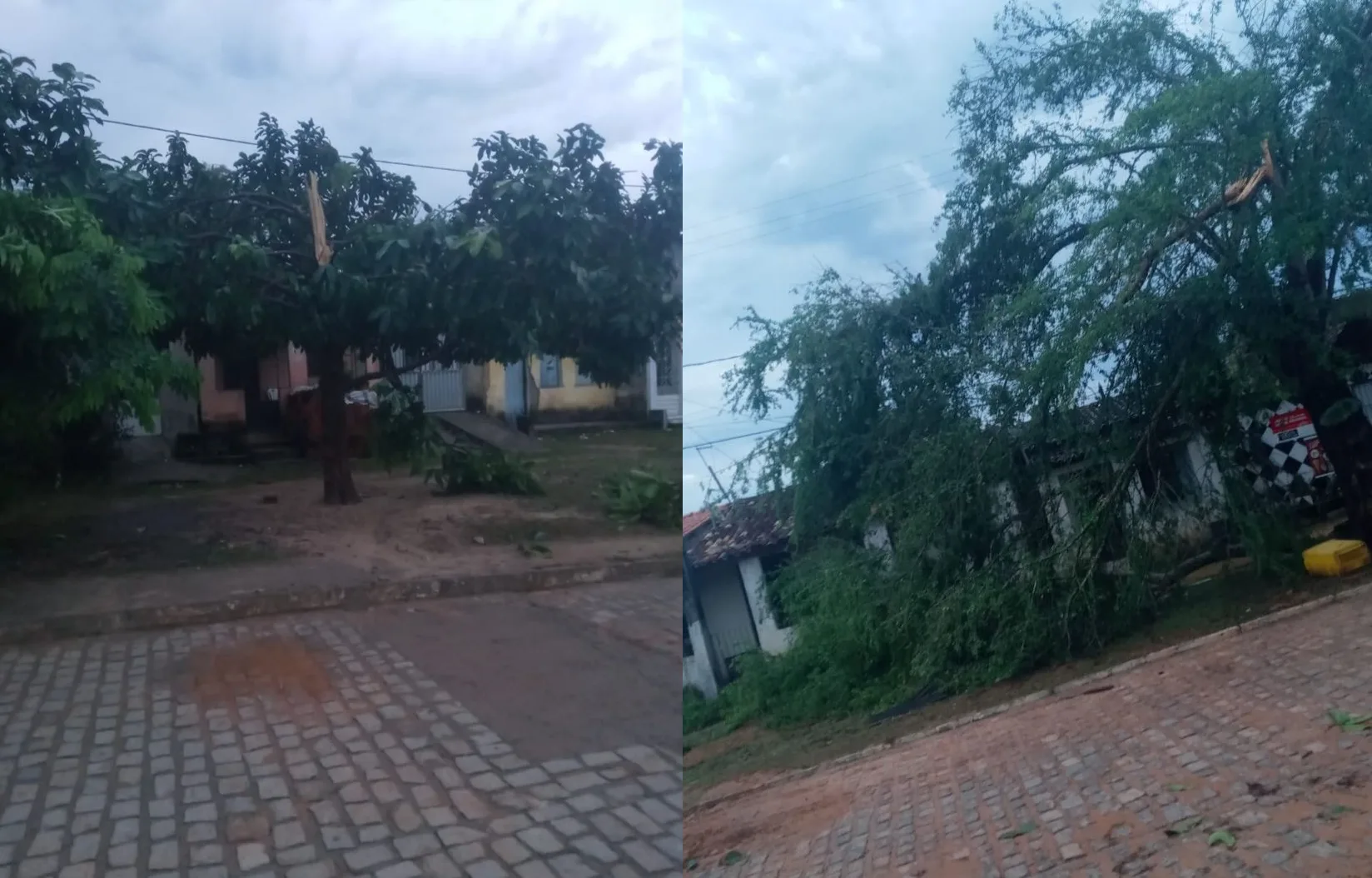Galhos de árvores foram derrubados em razão do vento - Foto: Arquivo pessoal