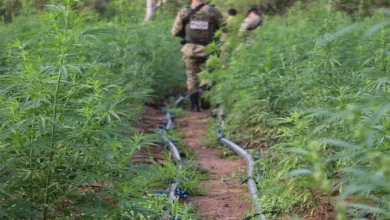 Plantio em sítio na cidade de Andorinha, no norte da Bahia, renderia cerca de duas toneladas de maconha, informou a SSP-BA — Foto: Reprodução/ Alberto Maraux