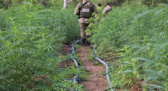 Plantio em sítio na cidade de Andorinha, no norte da Bahia, renderia cerca de duas toneladas de maconha, informou a SSP-BA — Foto: Reprodução/ Alberto Maraux