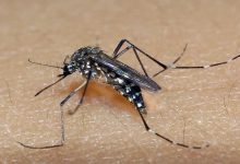 Mosquito Aedes aegypti é o transmissor da dengue, zika e chikungunya — Foto: Divulgação/Raul Santana/Fiocruz
