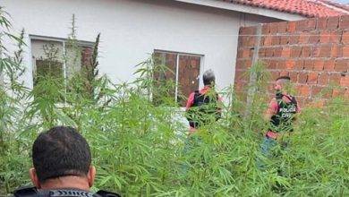 Plantação com 250 pés de maconha é erradicada pela polícia em Feira de Santana - Foto: Ascom-PC