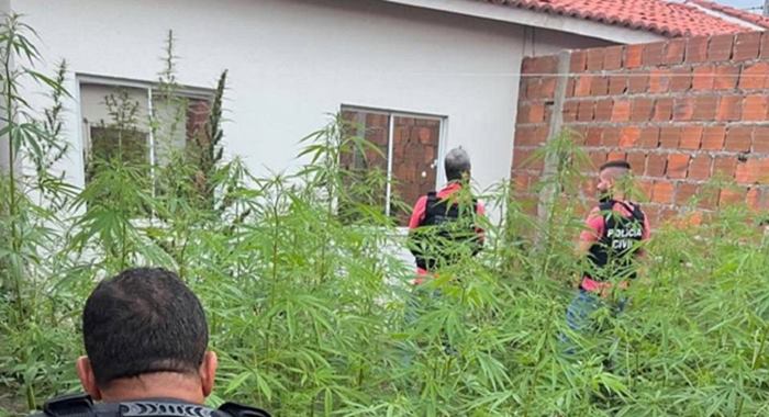 Plantação com 250 pés de maconha é erradicada pela polícia em Feira de Santana - Foto: Ascom-PC