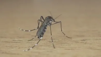 Criança de 4 anos morre por dengue na segunda maior cidade da Bahia — Foto: Reprodução/RBS TV