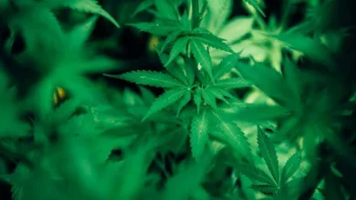 STF retoma julgamento sobre descriminalização da maconha nesta terça (25)- Foto: Ilustrativa/Pexels