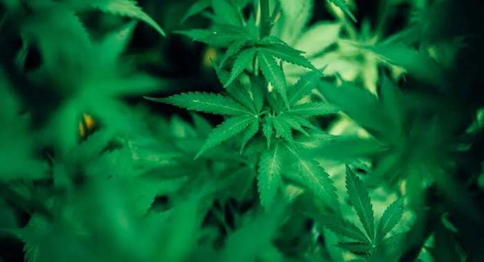 STF retoma julgamento sobre descriminalização da maconha nesta terça (25)- Foto: Ilustrativa/Pexels