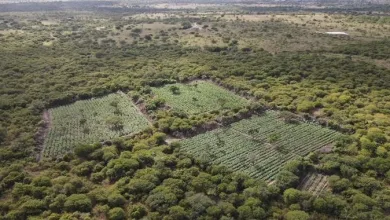 Polícia Federal realiza erradicação de 61 mil pés de maconha - Foto: Reprodução/Polícia Federal