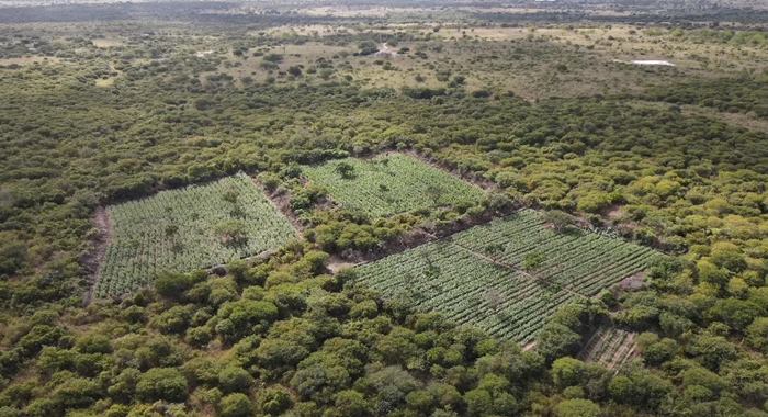 Polícia Federal realiza erradicação de 61 mil pés de maconha - Foto: Reprodução/Polícia Federal