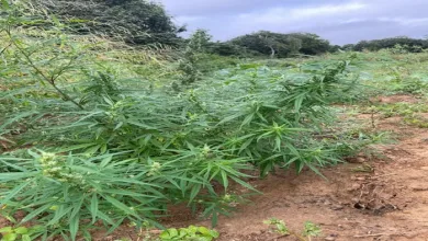 Plantação de oito mil pés de maconha é destruída no norte da Bahia — Foto: Reprodução/Polícia Militar da Bahia