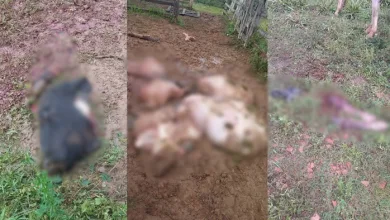 Fazenda é invadida e 5 bovinos são mortos em Terra Nova; suspeitos levaram carnes dos animais - Foto: Reprodução