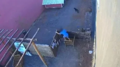 Criança tortura e mata 23 animais em hospital veterinário - Foto/ Reprodução