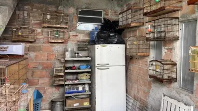 Homem é multado em R$ 29 mil após ser encontrado com pássaro em risco de extinção e outras aves dentro de casa — Foto: Ibama