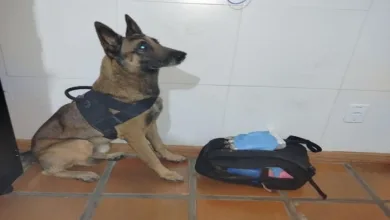 Cão farejador da PM detecta cocaína em bagagem de ônibus interestadual em Feira de Santana- Foto: Divulgação/ PM