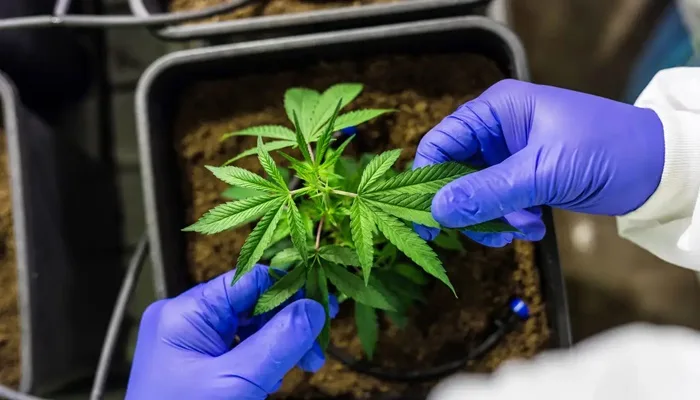 STJ autoriza cultivo de cannabis para fins medicinais- Foto: Reprodução/ Pfüderi/ Pixabay