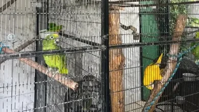 Durante a investigação, a polícia identificou uma rede criminosa de comerciantes que negociam aves da fauna silvestre e exótica - Foto: Divulgação / Polícia Federal