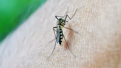 Mosquito da dengue, Aedes aegypti- Foto: Reprodução/ Nuzeee/Pixabay