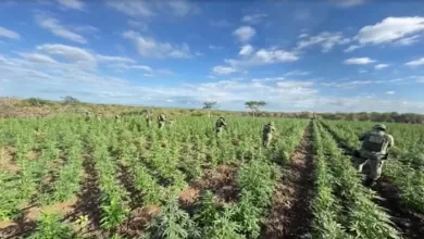 Polícia Militar destrói 90 mil pés de maconha em plantação no norte da Bahia