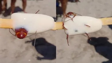 As imagens do inseto congelado viralizaram nas redes sociais