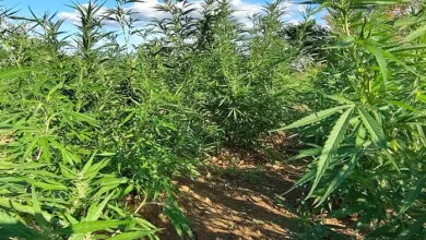 Polícia erradica mais de 7.500 pés de maconha no interior da Bahia- Foto: Divulgação/PM-BA