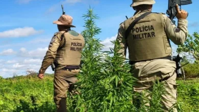 Polícia Militar erradica mais de 15 mil pés de maconha
